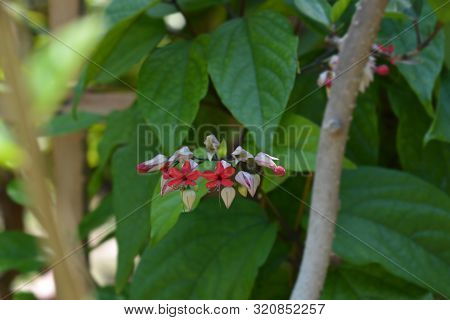 Bleeding Glory-bower - Latin Name - Clerodendrum Thomsoniae
