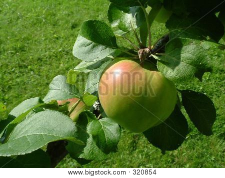 Apple Tree
