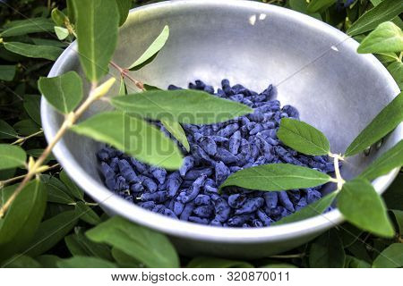 Bowl Of Honeysuckle Berry Or Woodbine With Green Leaves And Branches. Close Up View.
