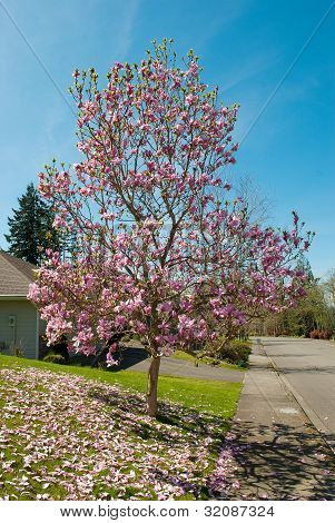 Magnolia Tulip Tree