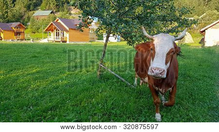 A Red-headed Cow With A Red Face Looks Into The Lens, Strolling In The Carpathian Valley In The Priv