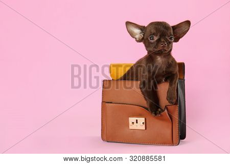 Cute Small Chihuahua Dog In Female Handbag On Pink Background. Space For Text