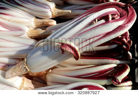 Ripe Red Chicory Called Radicchio Tardivo In Italian Language For Sale At Vegetable Market In Winter