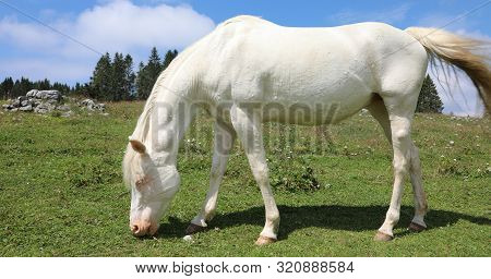 White Albino Young Horse While Grazing In Mountain In Summer