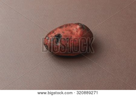 The Weird Ugly Mutants Organic Red Potato Jagged With Insect Bites Soured And Blackened Against A Bl