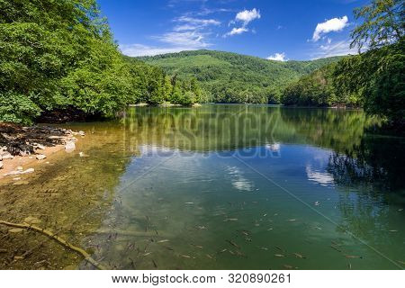 A Lot Of Trouts In Lake Morske Oko In Vihorlat Mountains, Slovakia