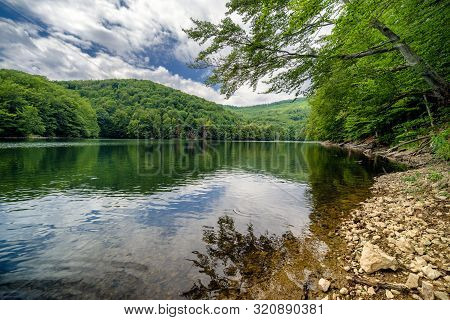 A Lot Of Trouts In Lake Morske Oko In Vihorlat Mountains, Slovakia