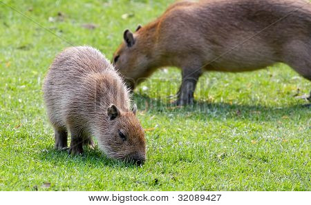 Capybara græsning på frisk grønt græs