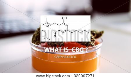Cannabigerol Cannabinoid Compounds In The Female Cannabis Plant. Cbg Element In Medical Marijuana St