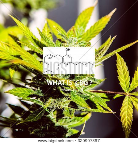 Cannabigerol Cannabinoid Compounds In The Female Cannabis Plant. Cbg Element In Medical Marijuana St