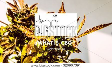 Cannabigerol Cannabinoid Compounds In The Female Cannabis Plant. Cbg Element In Medical Marijuana St