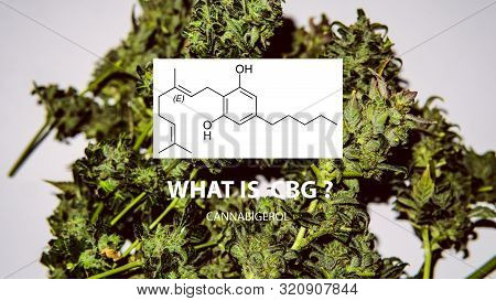 Cannabigerol Cannabinoid Compounds In The Female Cannabis Plant. Cbg Element In Medical Marijuana St