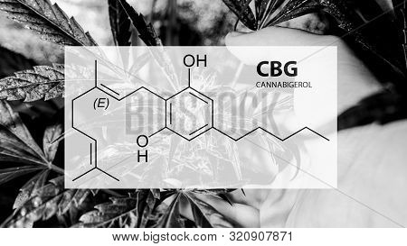 Cannabigerol Cannabinoid Compounds In The Female Cannabis Plant. Cbg Element In Medical Marijuana St
