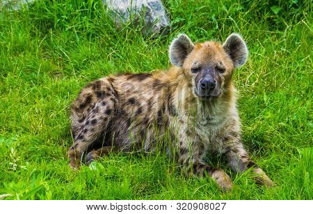 Spotted Hyena Laying In The Grass And Looking Towards The Camera, Tropical Wild Cat From Africa