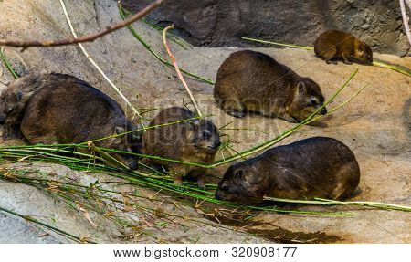Family Of Rock Rabbits Together, Tropical Animal Specie From Africa