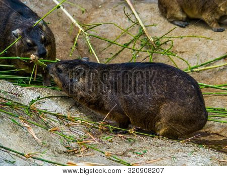 Two Rock Badgers Eating From A Branch Together, Tropical Animal Specie From Africa