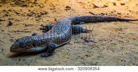 Closeup Of A Sudan Plated Lizard, Tropical Lizard Specie From Africa