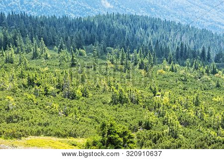 Dwarf Mountain Pine And Coniferous Forest, Low Tatras, Slovak Republic. Seasonal Natural Scene. Trav