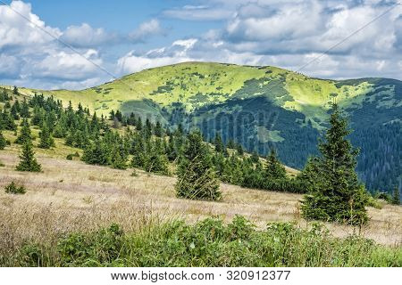 Dwarf Mountain Pine And Coniferous Forest, Low Tatras, Slovak Republic. Seasonal Natural Scene. Trav