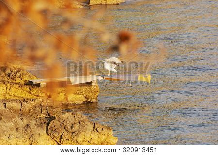 Seagull On The Rocky Beach, Stomorska, Solta, Croatia. Sunrise In Mediterranean Sea. Summer Vacation