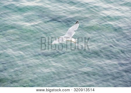 Seagull Flies Above Sea, Stomorska, Solta, Croatia. Mediterranean Sea. Natural Scene.