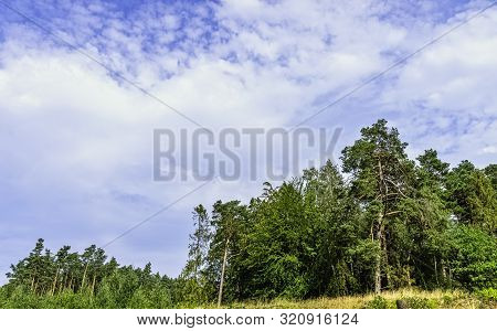 Polish Wild Forest - Kampinos National Park, Poland