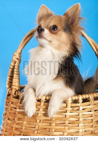 pes Chihuahua