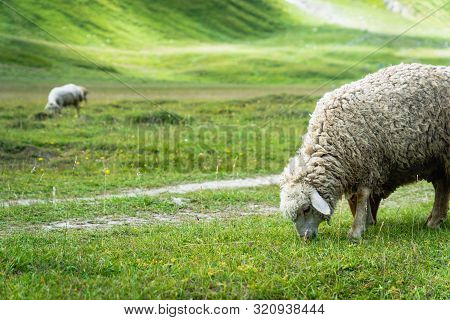 Sheep Grazing At Truso Valley And Gorge  Landscape On Trekking / Hiking Route, In Kazbegi, Georgia.