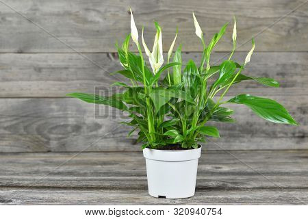 Spathe Flower In Flowerpot On Wooden Background