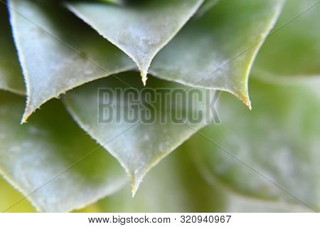 Macro Image Of Houseleek Plant. Selective Focus Of Houseleek