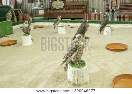 Doha Qatar - July 11 2019; Falcons Used In The Ancient Art And Sport Of Arabic Falconry, In Doha Fal