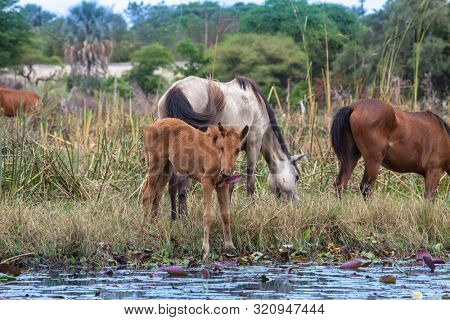 Few horses in the water in Okavango Delta, Kasane Botswana