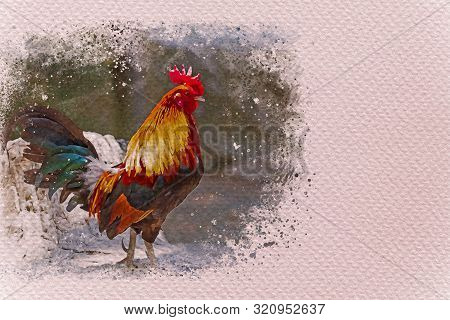 Rooster Walking In The Farm. Digital Watercolor Painting Effect. Copy Space For Text.