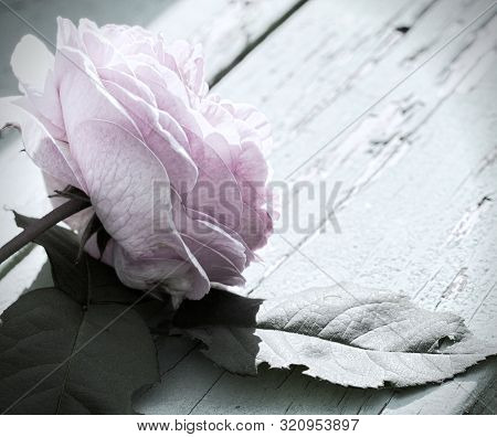 Pastel Pink Rose Muted Tone Floral  Background