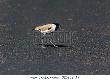 Medium Sized Bird, River Lapwing. Vanellus Duvaucelii, Feeding On Ground, Copy Space