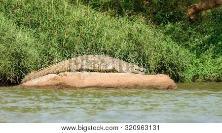 Mugger Crocodile, Crocodylus Palustris, In The Sun,mahanadi River Bank Inside Satkosia Tiger Reserve