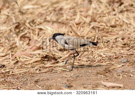 Medium Sized Bird, River Lapwing, Vanellus Duvaucelii, Feeding On Ground, Copy Space