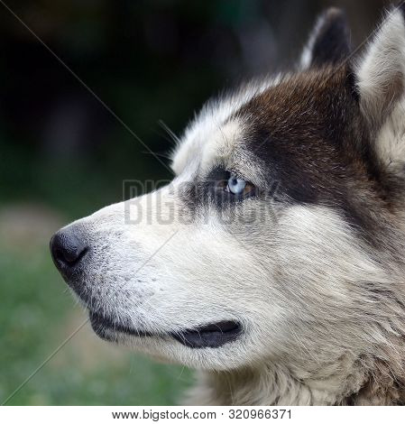 Arctic Malamute With Blue Eyes Muzzle Portrait Close Up. This Is A Fairly Large Dog Native Type