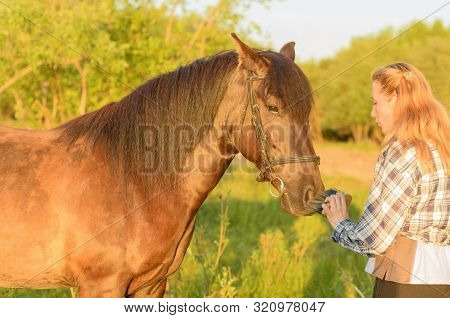 The Caucasian Horsewoman Is Holding The Wooden Brush In Her Hand And Cleaning The Muzzle Of The Bay 