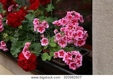 Beautiful Bright Geranium Blooms On The Windowsill