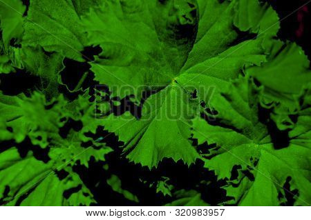 A Shrub Of Green Geranium Leaves, Algeria