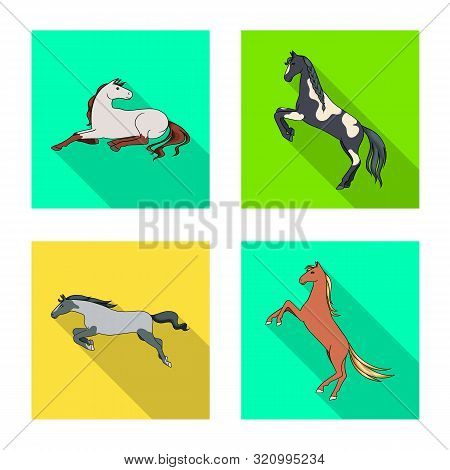 Vector Illustration Of Breed And Equestrian Icon. Set Of Breed And Mare Vector Icon For Stock.