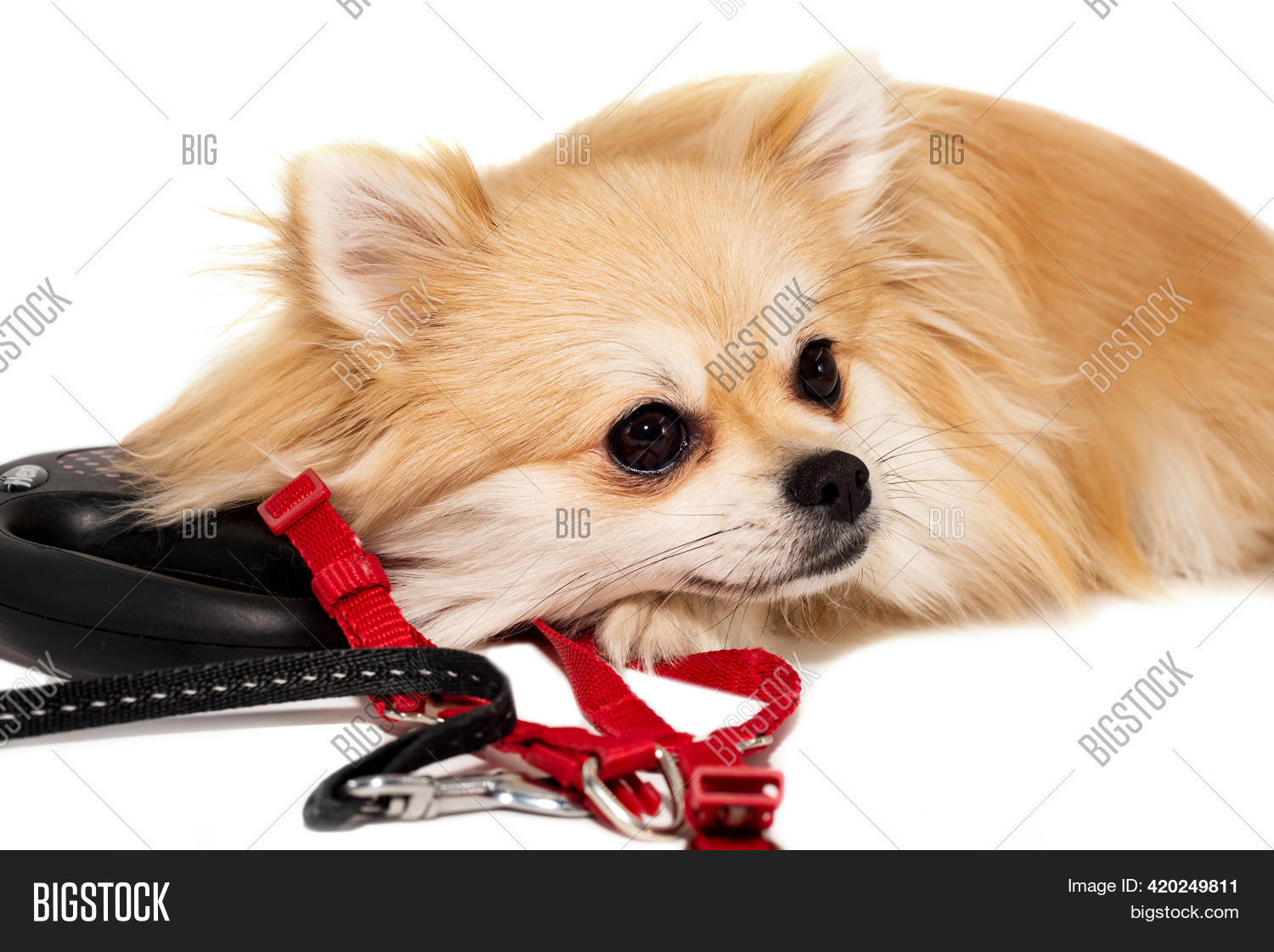 pomeranian leash