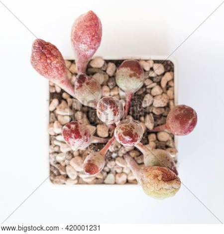 Adromischus Cristatus Indian Clubs Succulent On White, Top View