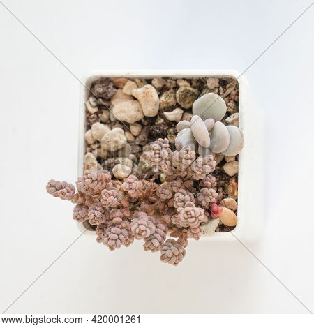 Echeveria Cinderella Flowers And Sedum Dasyphyllum Minor Succulent On White, Top View
