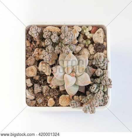 Echeveria Tolimanensis And Sedum Dasyphyllum Minor On White, Top View