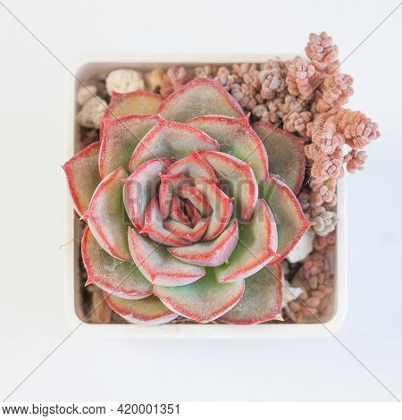 Echeveria Esther Flowers And Sedum Dasyphyllum Minor Succulent On White, Top View