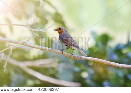 The Robin Bird (erithacus Rubecula) Sits On A Branch In The Forest. Warbler With An Orange Breast.