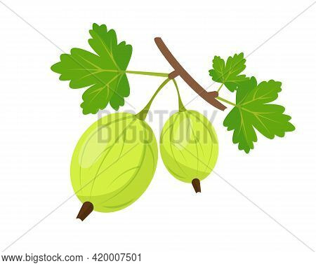 Gooseberies On Branch With Leaves. Vector Illustration.