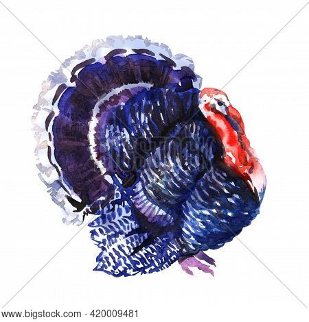 Wild Turkey Bird, Turkey-cock Isolated, Thanksgiving Symbol, Farm Animal Concept, Close-up, Hand Dra